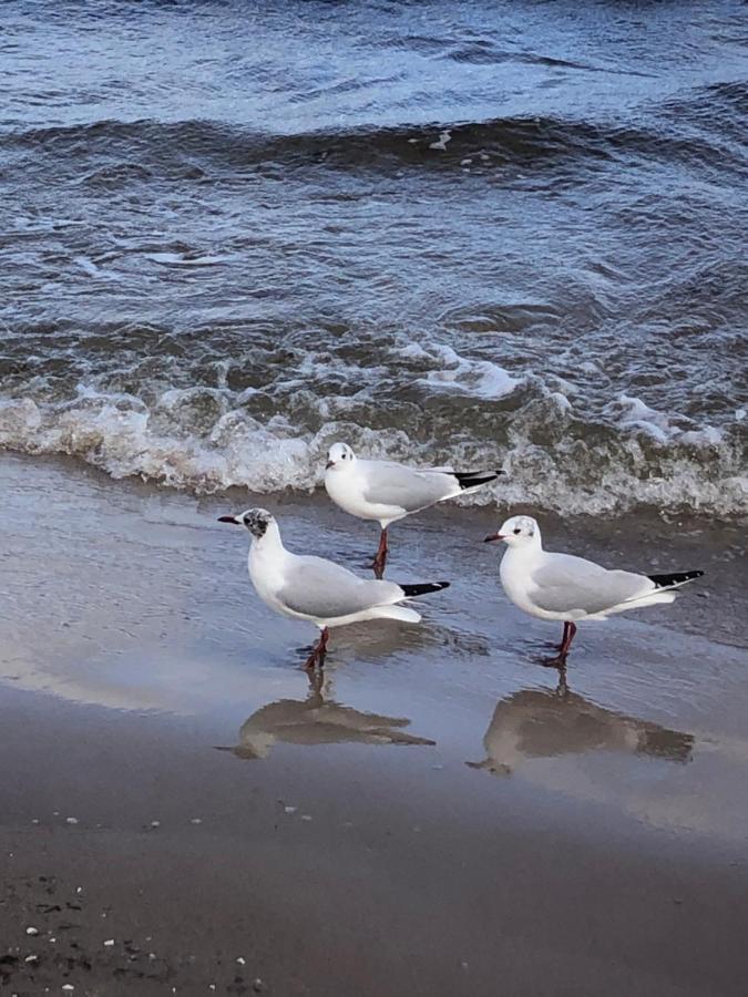 Ankerplatz Binz Im Haus Strelasund エクステリア 写真
